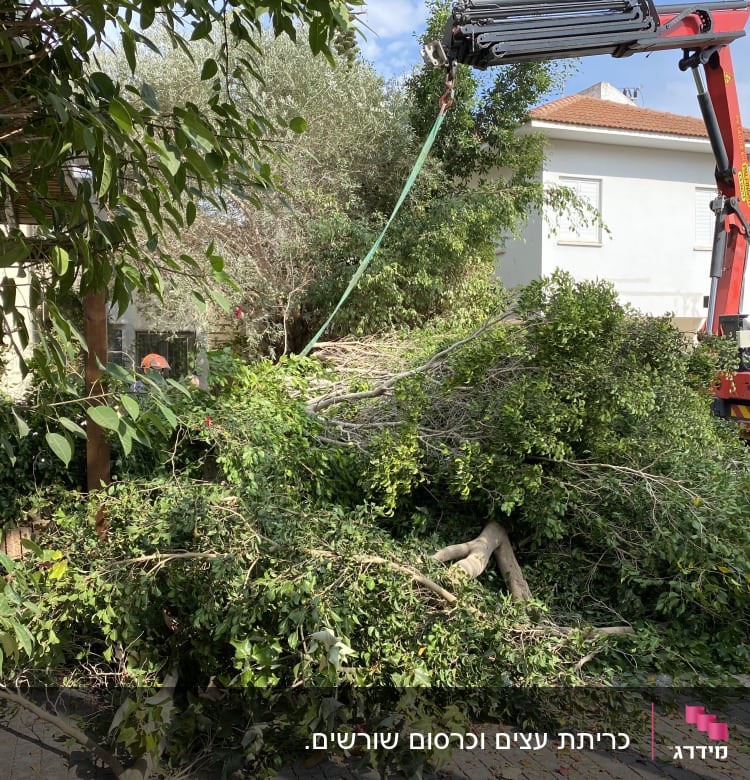 מנוף מרים ענפי עץ גזומים בחצר